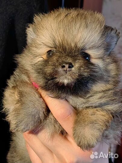 Щенки шпица