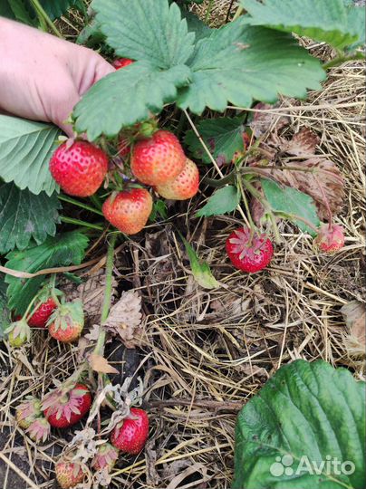 Рассада клубники