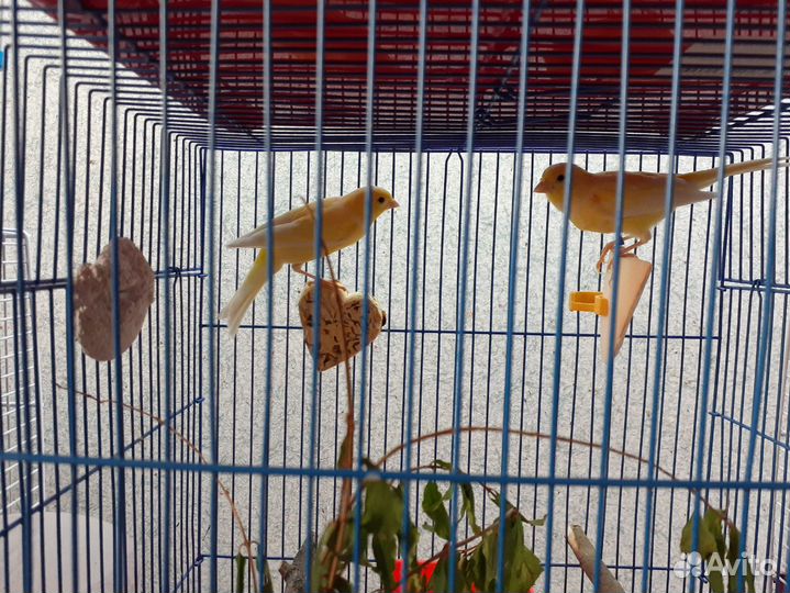 Канарейка кенар