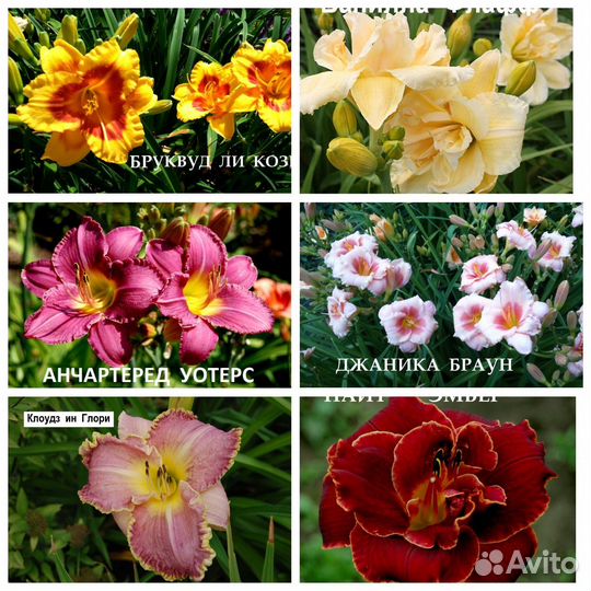 Растения из сада Александровых