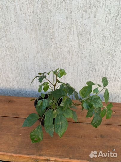 Диффенбахия