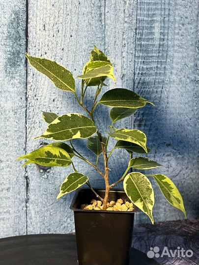 Фикус Benjamina (бенджамина вариегатный)