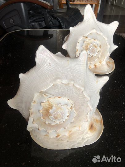 Морская ракушка (раковина)