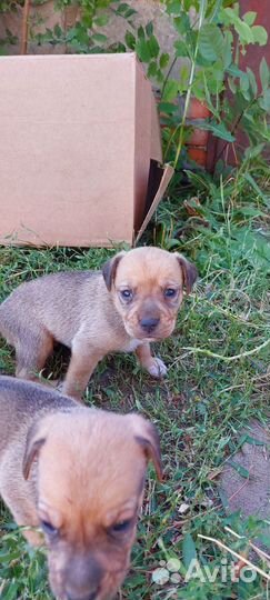 В добрые руки щенки