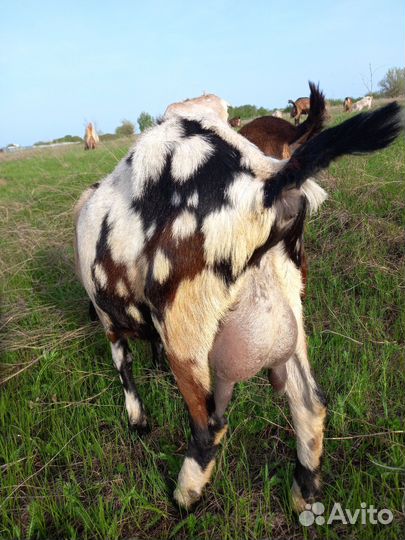 Дойные козы