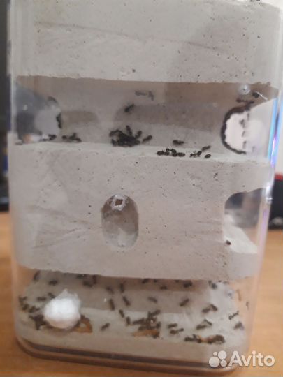 Самодельная ферма с большой колонией лазиус нигер