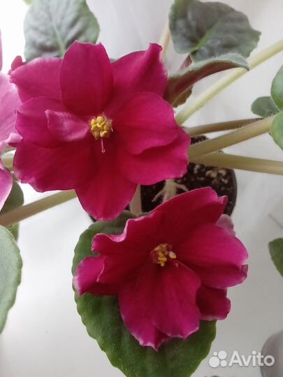 Сортовые фиалки наборы отправляю почтой