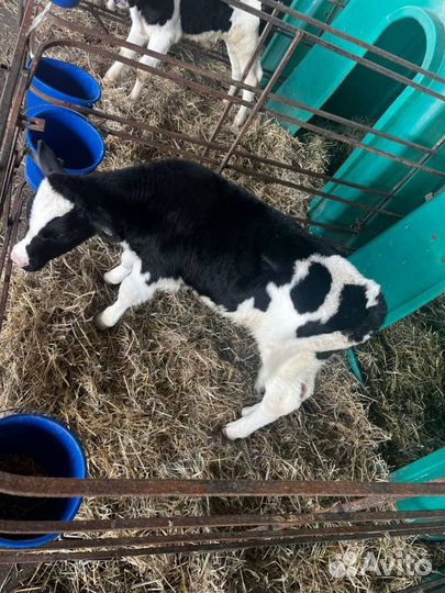 Отборные телята бычки быстрая доставка с выбором