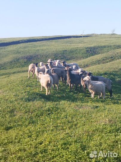 Овцы бараны