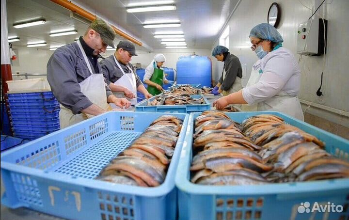Рыбообработчик. Смоленская.область