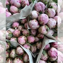 Пионы букет, Санкт-Петербург