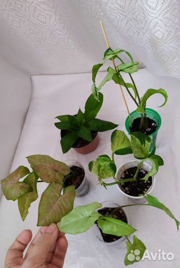 Комнатные растения