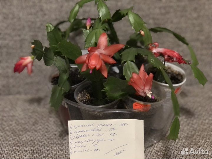 Декабрист махров, и красный