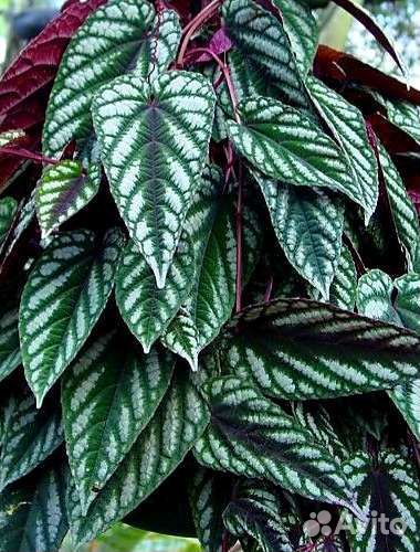 Циссус Дисколор