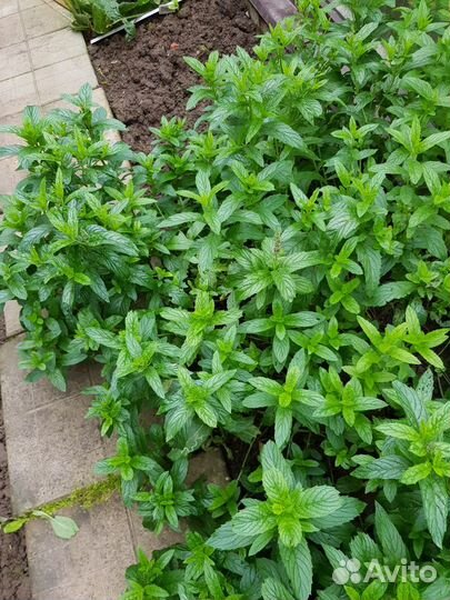 Лук мног Шнитт, слизун,ревень, мята,хрен