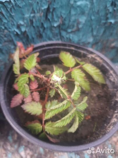 Тибетская малина саженцы, ремонтантная малина