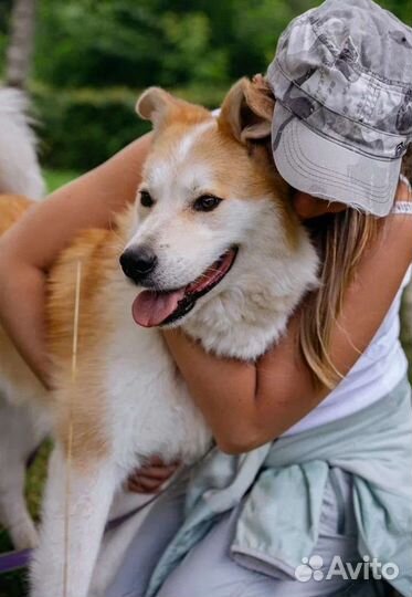 Красавец Шанхай в добрые руки