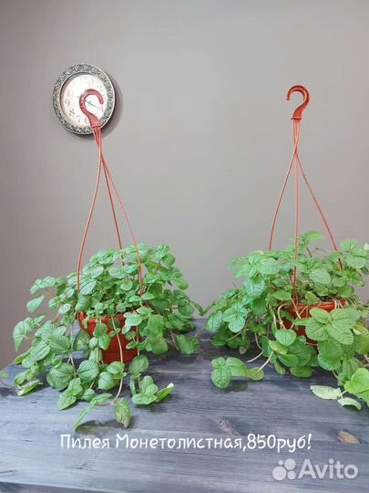 Пилея монетолистная подвесная