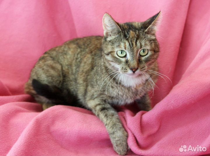 Царевна - чудесная девочка в дар