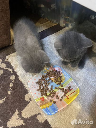 Британские котята