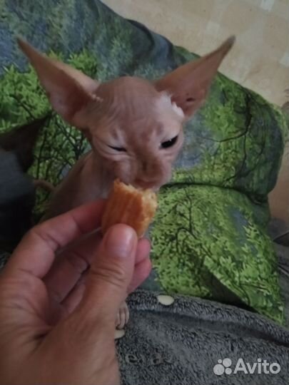 Канадский сфинкс котенок