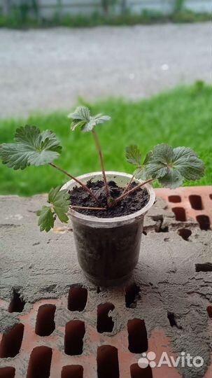 Лапчатка непальская Мисс Вильмонт