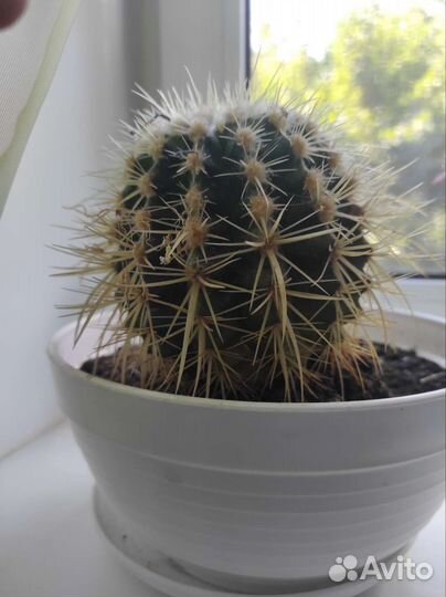 Кактус эхинокактус