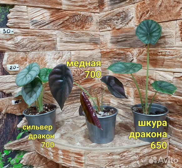 Алоказия детки разные