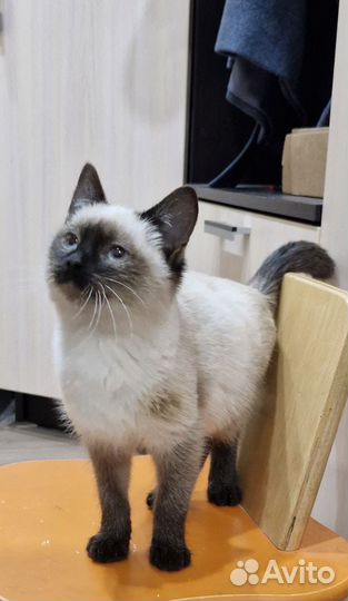 Котенок в добрые руки