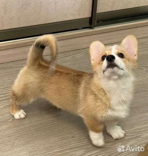 Вельш-корги пемброк