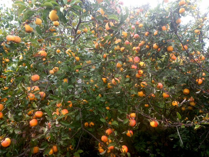 Участок 8,1 сот. (СНТ, ДНП)