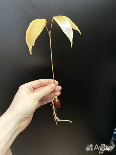 Пророщенные семена личи, ростки