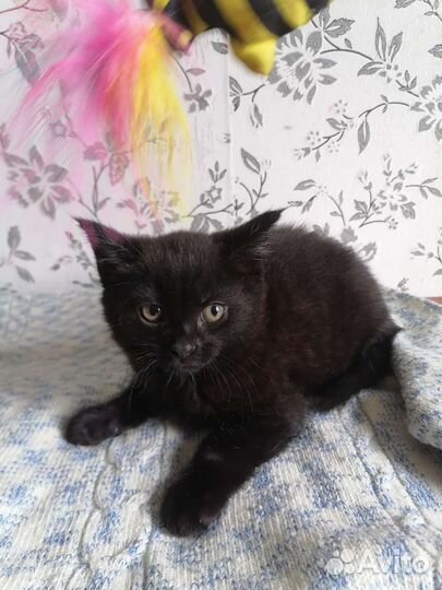 Чёрный котенок в добрые руки