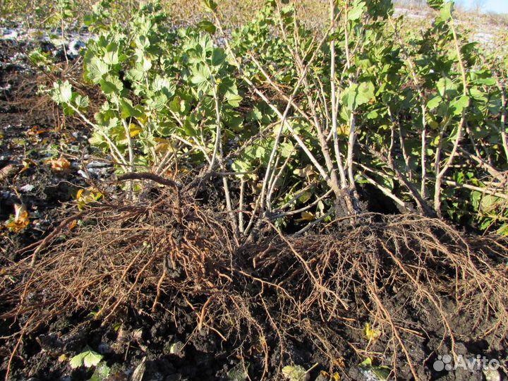 Малина,ежевика,смородина