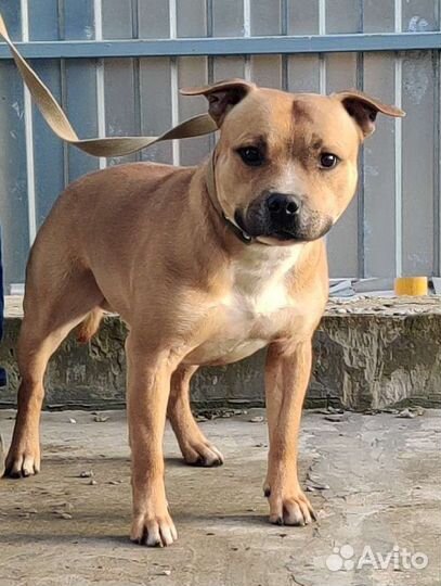 Вязка Английский стаффордширский бультерьер