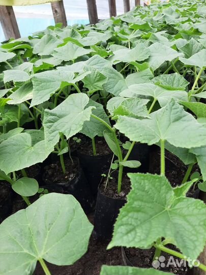 Рассада огурцов