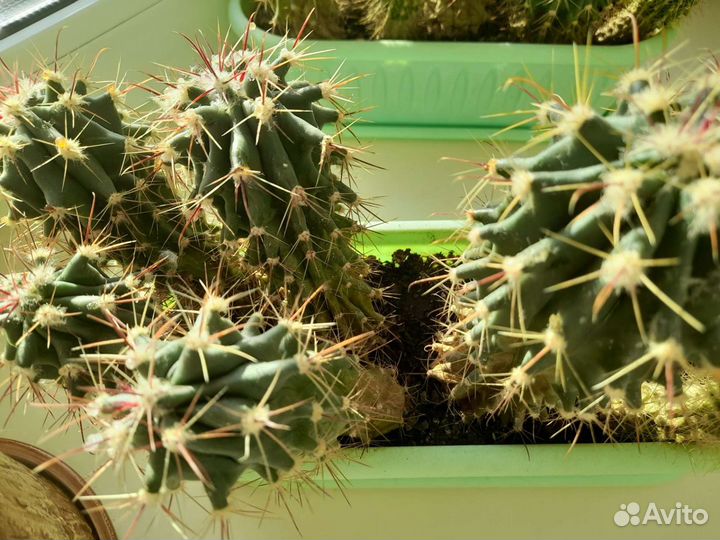 Кактусы, смесь