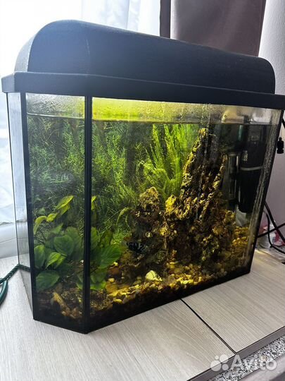Аквариум