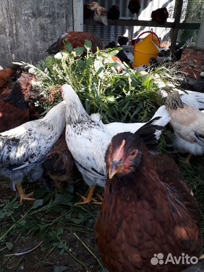 Домашние продукты: Яйца. Мясо. Молочка