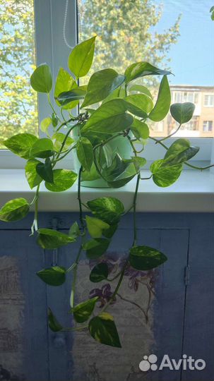 Сциндапсус