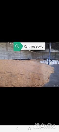 Пшеница пророст