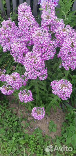 Флоксы,лилейники многолетние