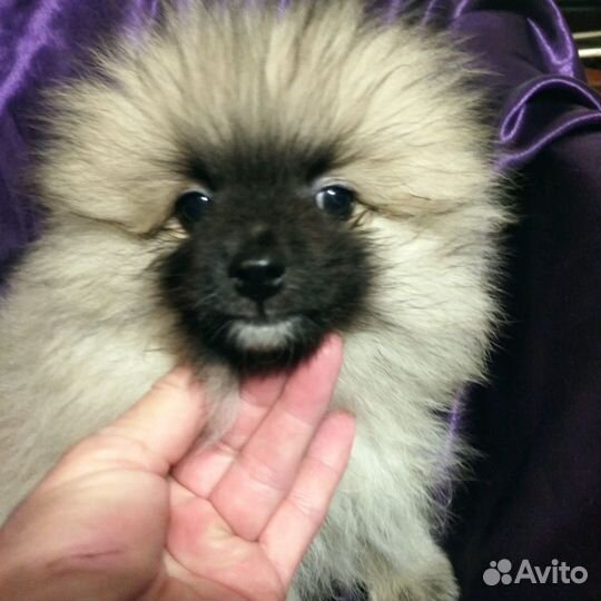 Померанский шпиц мини