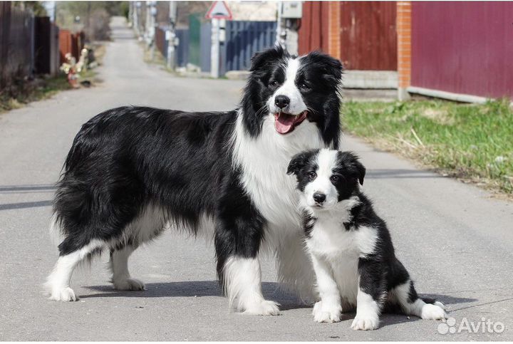 Бордер колли