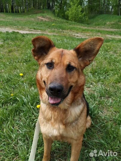 Собака Забава в добрые руки