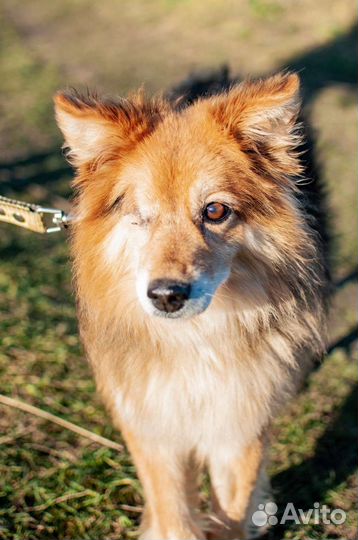 Собака из приюта в добрые руки бесплатно