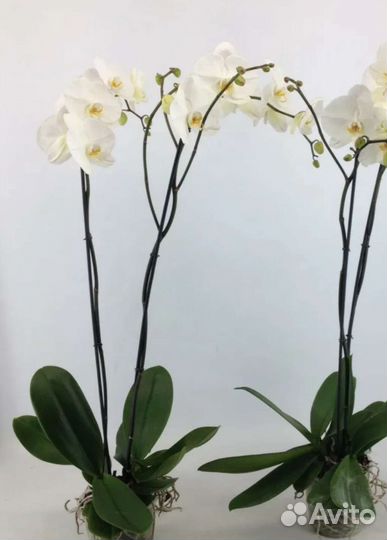 Орхидея метровая королевская