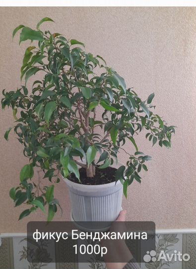 Домашние цветы