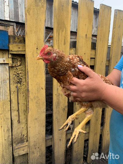 Молодые петушки