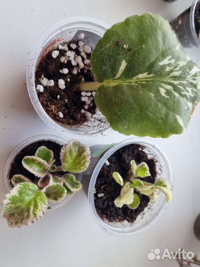 Сортовые фиалки